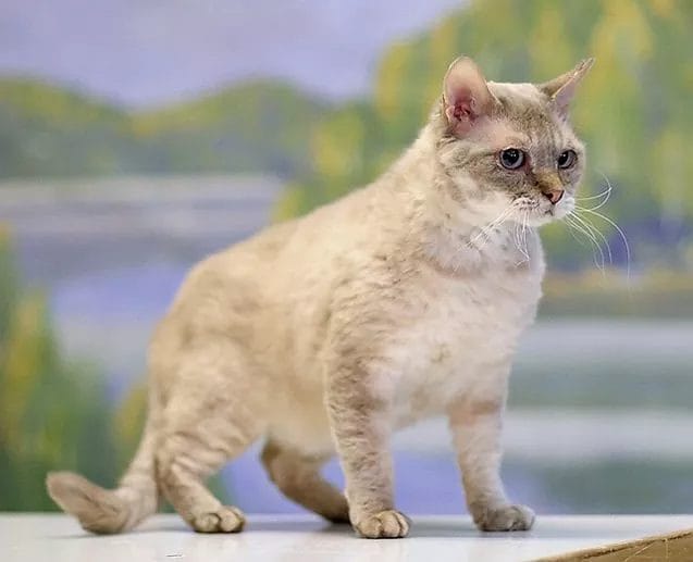 German Rex Mixes: What You Need to Know About These Rare and Adorable Cats

