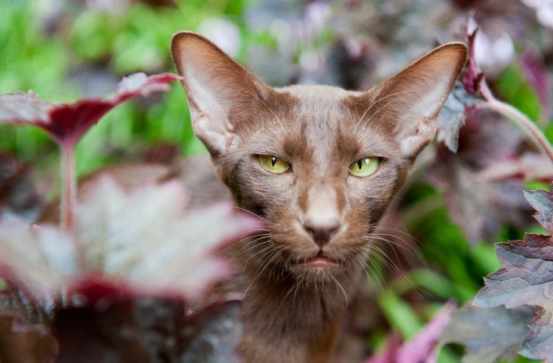 Havana Brown - Mixed Cat Breed Characteristics & Facts