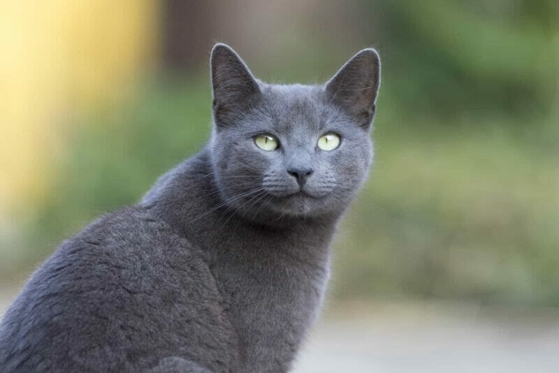 Russian Blue Cat: A Graceful Feline with a Russian Soul