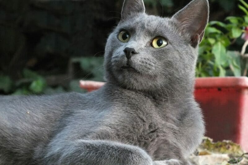 How to Prepare for a Russian Blue Cat's Life:
