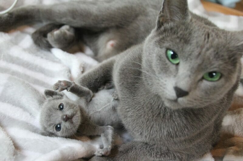 How to Take Care of a Russian Blue Cat: