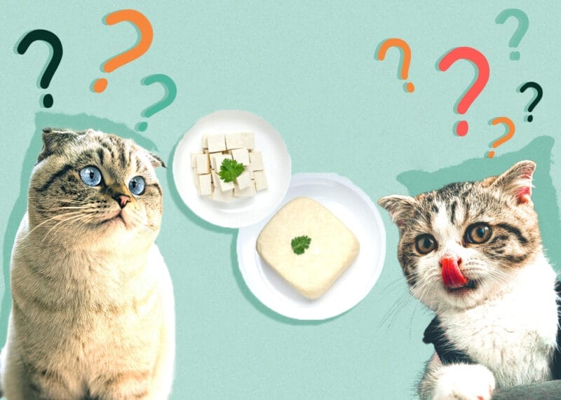 Can Cats Eat Tofu? Unraveling the Feline Nutrition Mystery