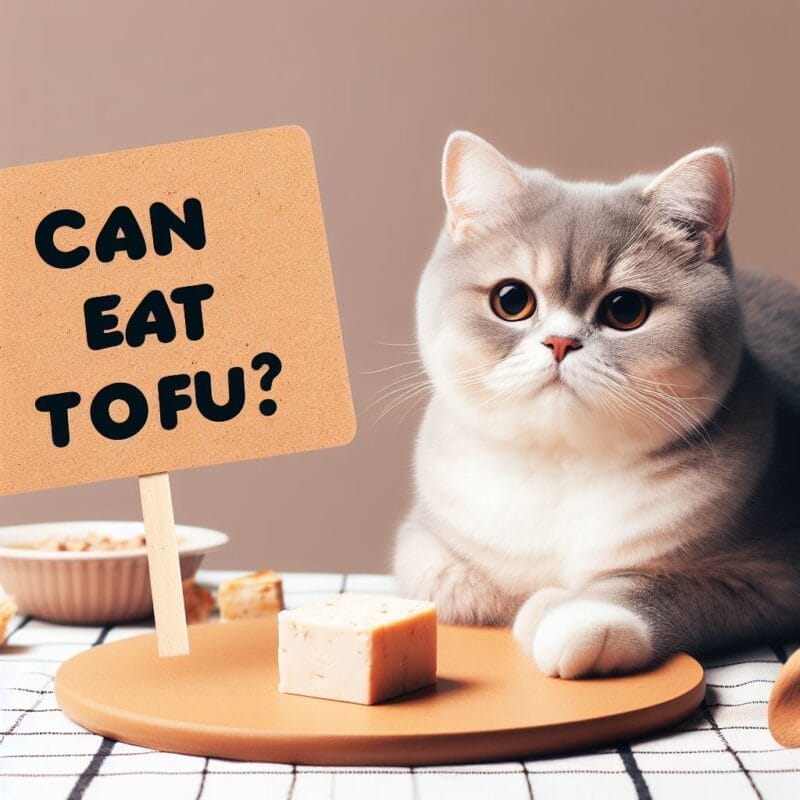 Can cats eat Tofu?