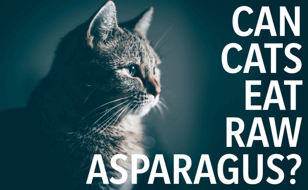 Benefits of Asparagus for Cats