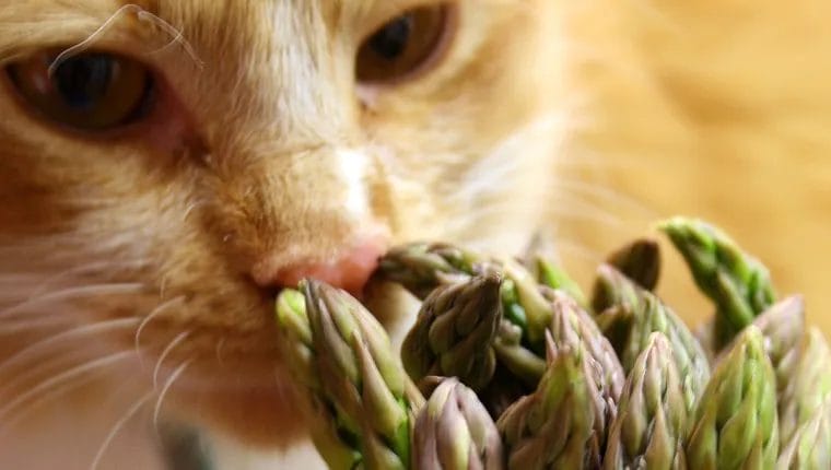 How Much Asparagus Can Cats Eat?