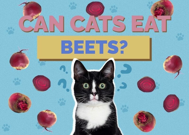 Can Cats Eat Beets? A Nutritious and Delicious Treat for Cats