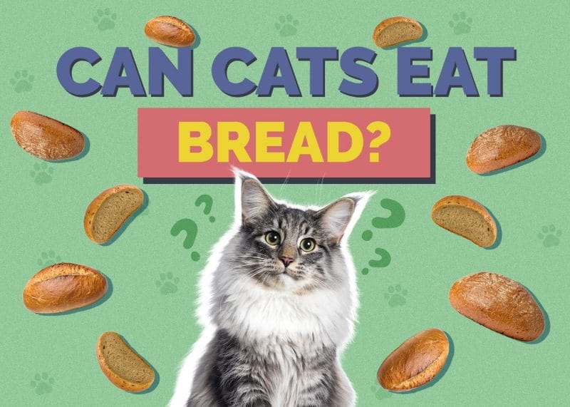 Can Cats Eat Bread? A Veterinarian's Insight