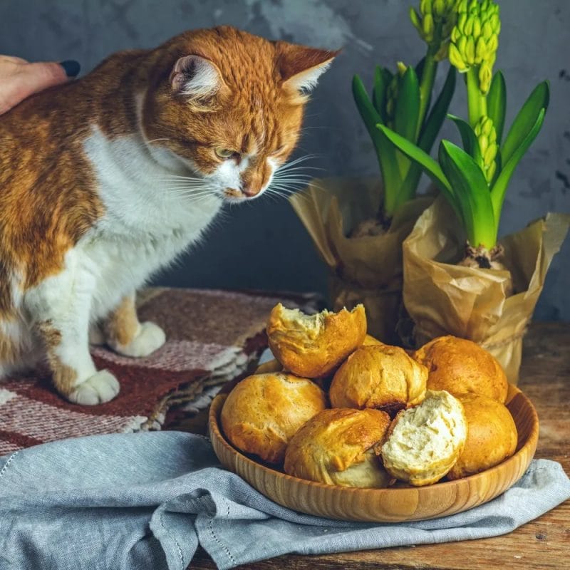 Benefits of Bread to Cats