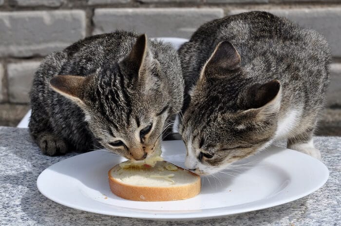 How to Feed Bread to Cats?