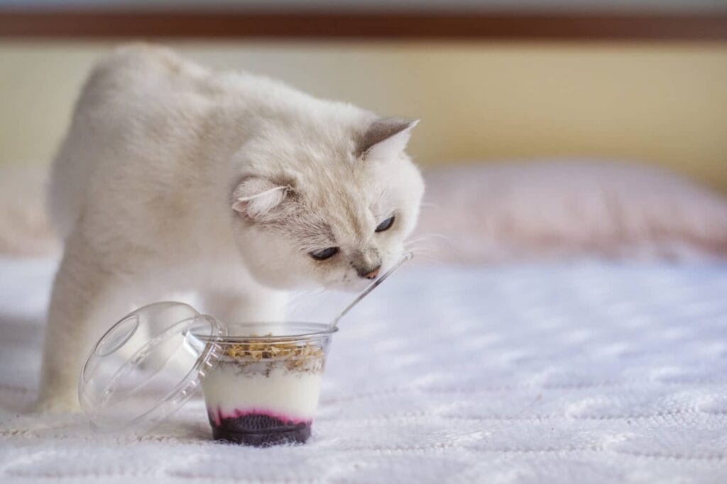 Benefits of Greek yogurt for cats