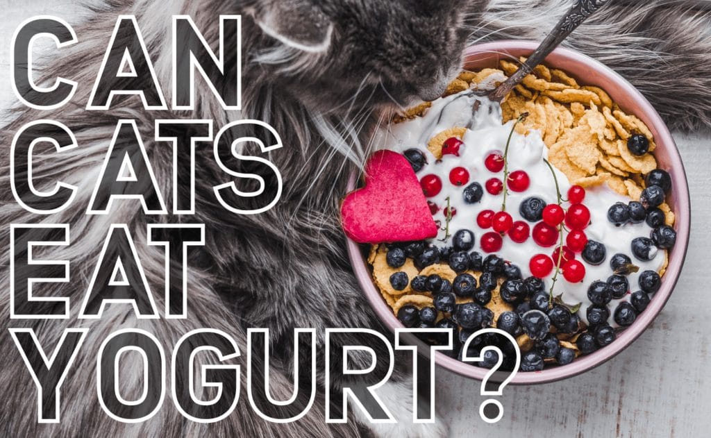 Can Cats Eat Greek Yogurt? A Healthy Treat or a Hidden Danger & The Vet’s Answer May Surprise You