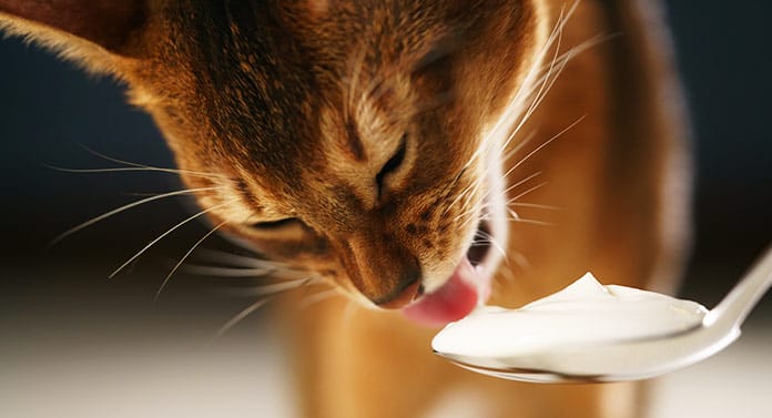 How to feed Greek yogurt to cats