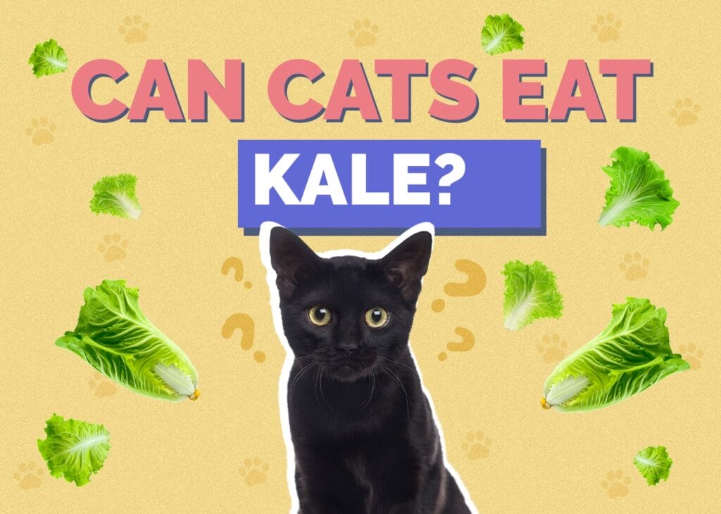 Can Cats Eat Kale? A Vet’s Perspective on the Benefits and Risks of this Leafy Green
