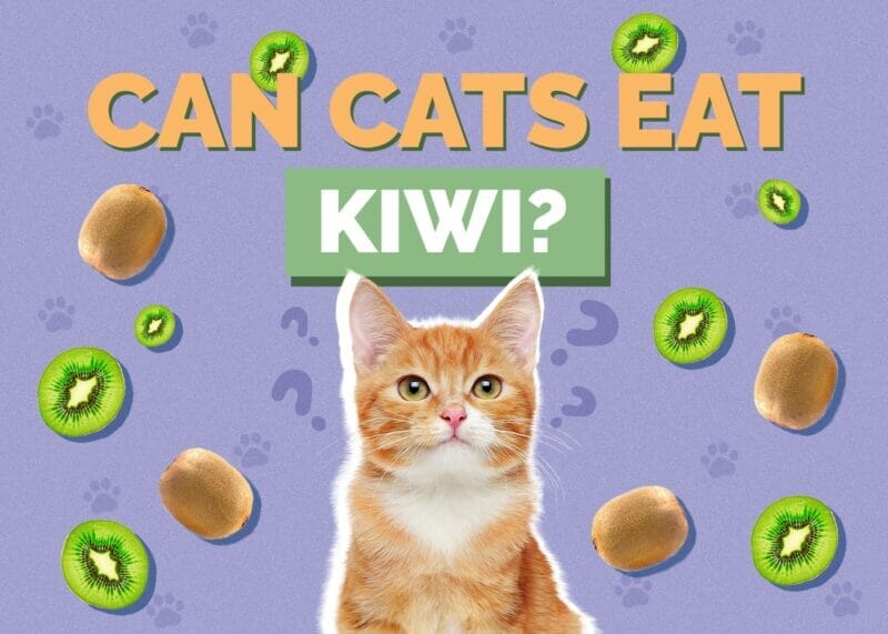 Can Cats Eat Kiwi? A Healthy Snack for Cats or a Potential Hazard?