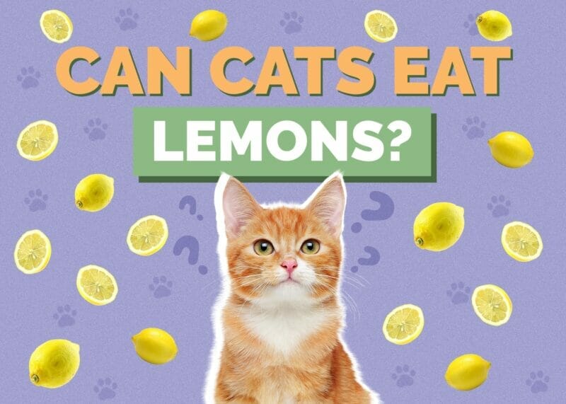 Can Cats Eat Lemon? Unveiling the Zesty Truth About This Fruit