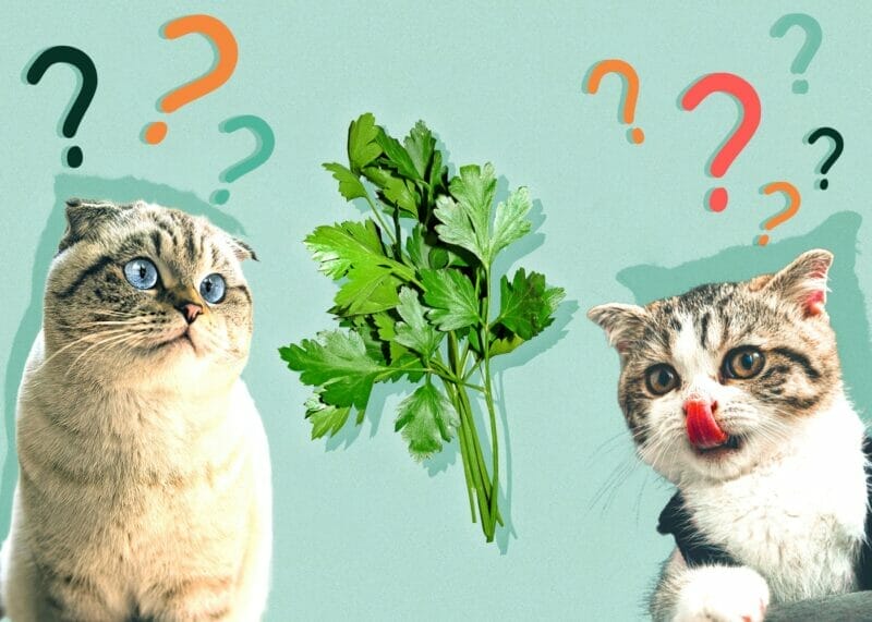 Can Cats Eat Parsley? The Benefits and Risks & A Vet's Advice