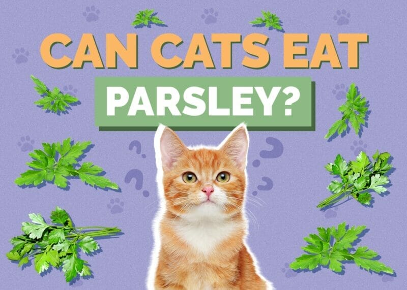 Can Cats Eat Parsley? The Benefits and Risks & A Vet's Advice
