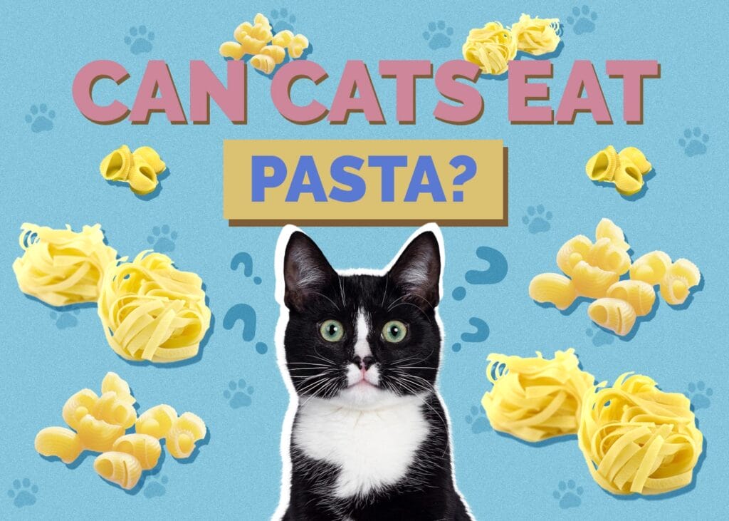 Can Cats Eat Pasta? A Vet’s Advice on the Pros and Cons of this Carbohydrate