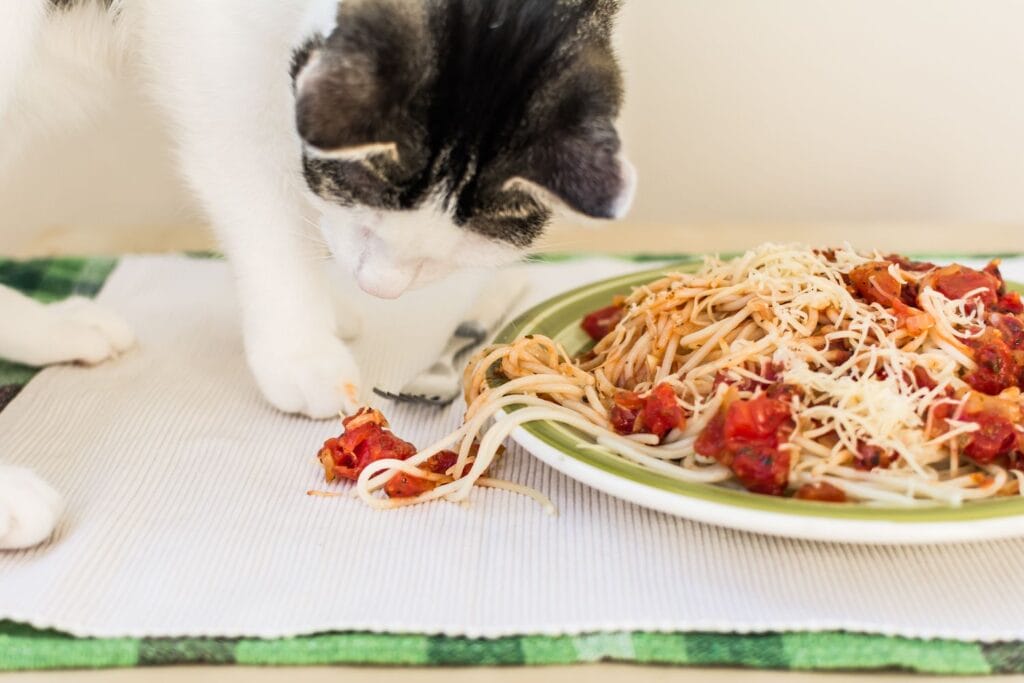 Benefits of pasta for cats