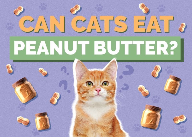 Can Cats Eat Peanut Butter? A Veterinary Perspective