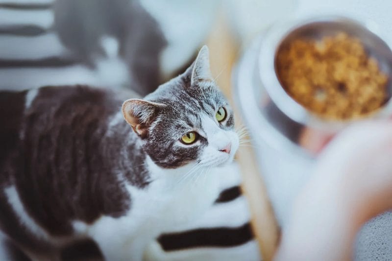 Benefits of Peanut Butter to Cats