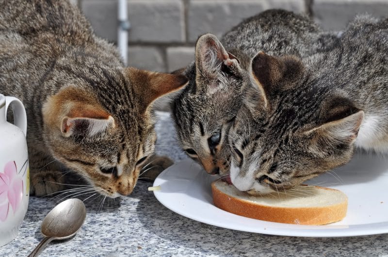 How Much Peanut Butter Can Cats Eat?