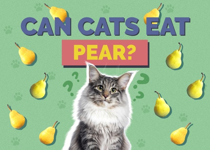 Can Cats Eat Pears? The Pros and Cons of Giving Your Cat This Sweet Treat