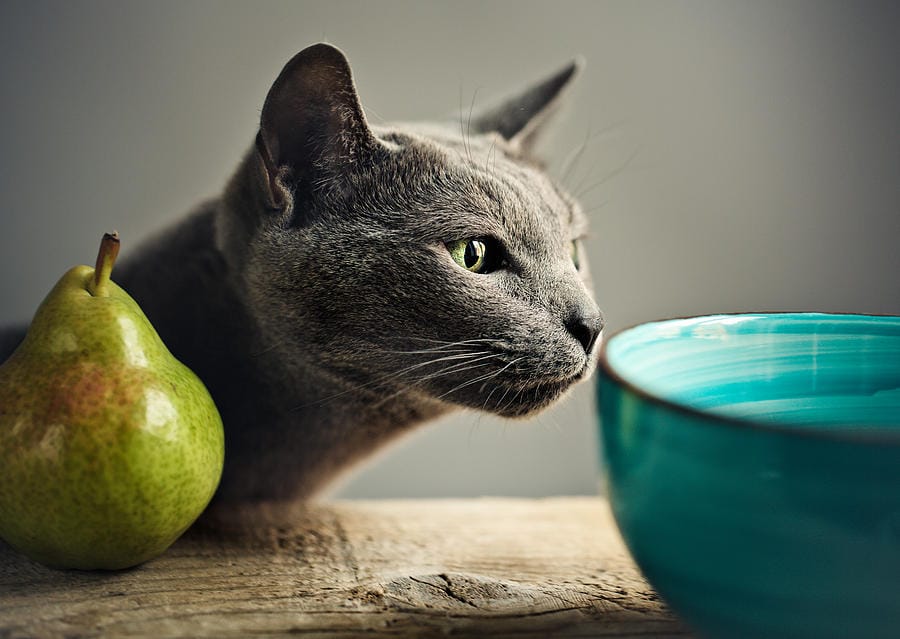 How to Feed Pears to Cats