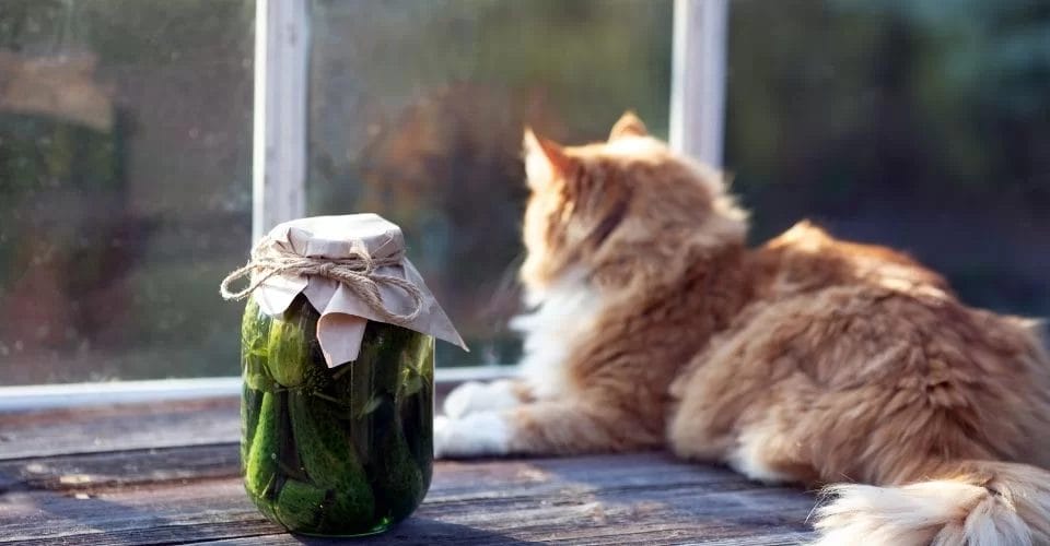 Benefits of Pickles to Cats