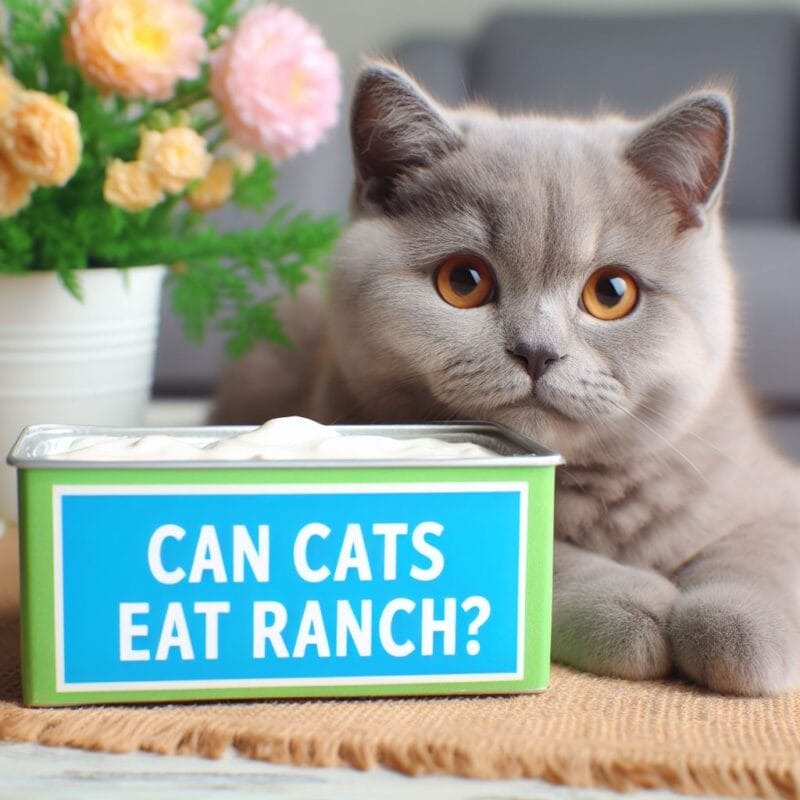Can cats eat Ranch?