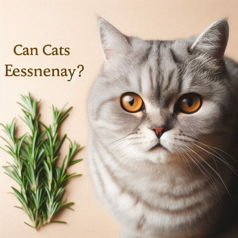 Can Cats Eat Rosemary? Unraveling the Mystery of Rosemary