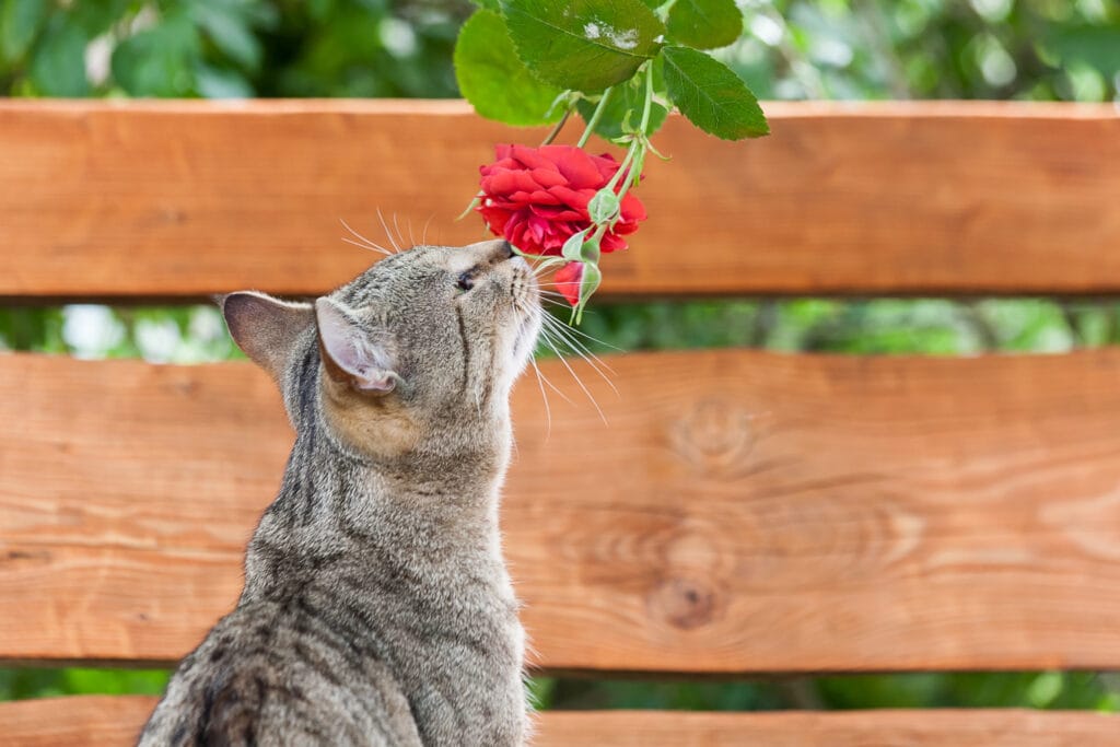 Benefits of Roses to Cats