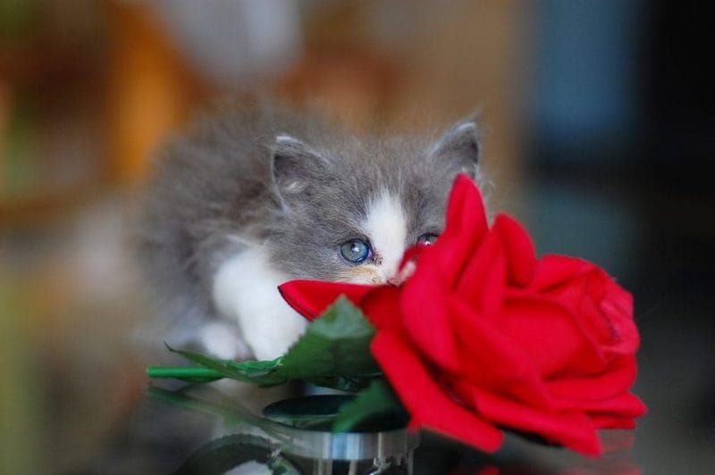 How Much Rose Can Cats Eat?