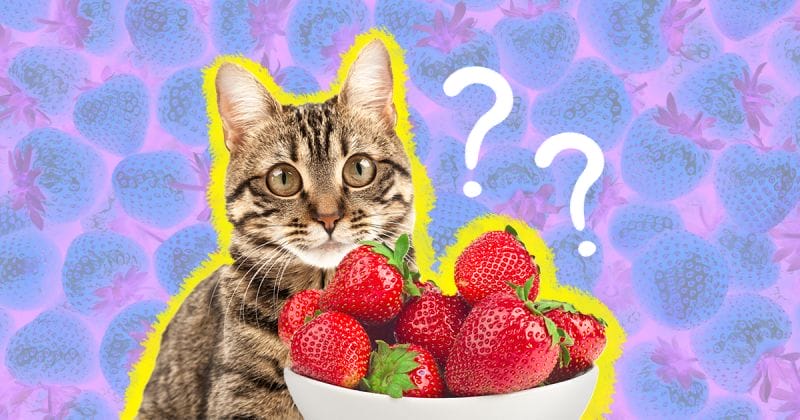 Can Cats Eat Strawberries? A Comprehensive Guide