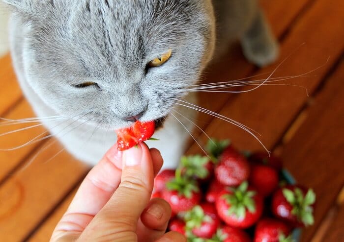 Benefits of Strawberries to Cats