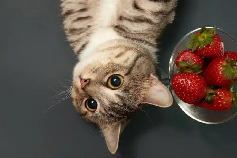 How to Feed Strawberries to Cats?