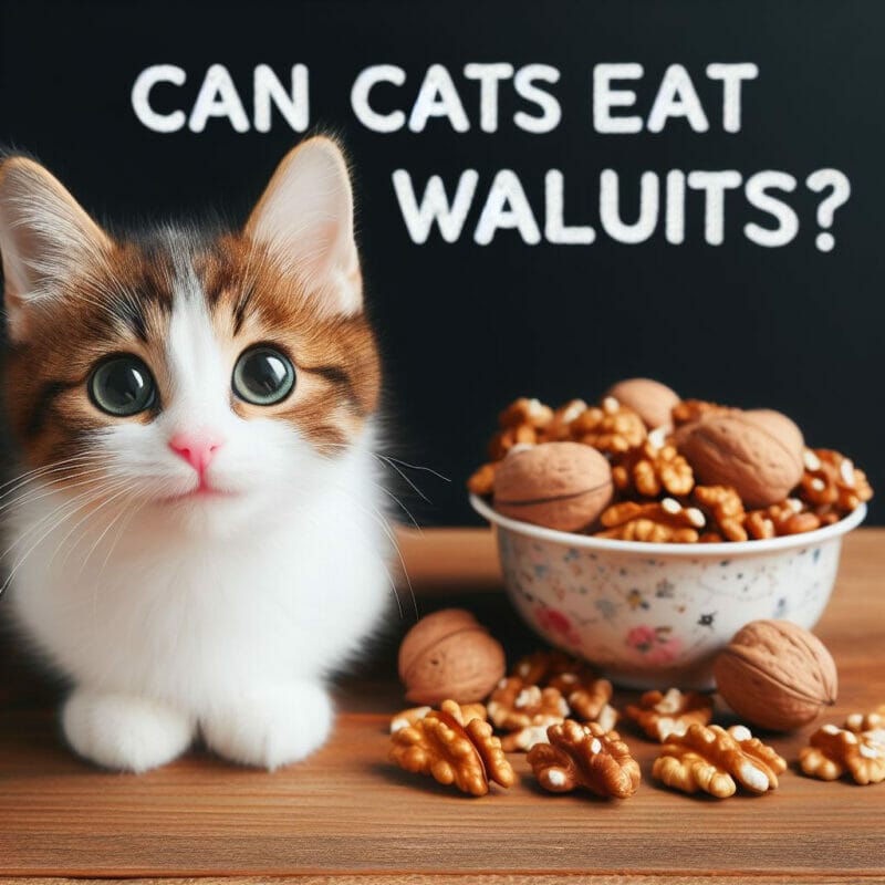 Can Cats Eat Walnuts? Why Walnuts Are a No-No for Your Feline Friend