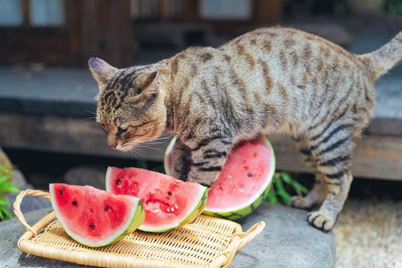 How Much Watermelon Can Cats Eat?