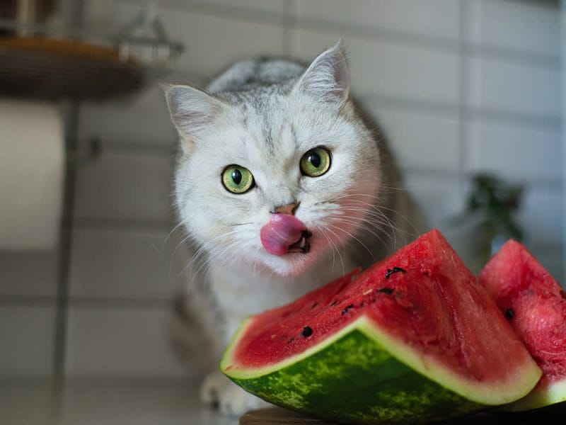 Benefits of Watermelon to Cats