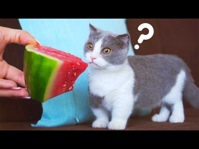 Can Cats Eat Watermelon? A Veterinarian's Perspective