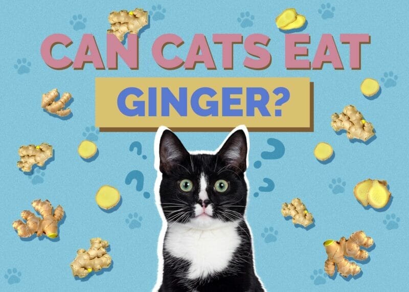 Can cats eat Ginger? A Safe and Natural Remedy for Various Ailments