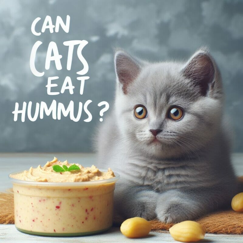 How much Hummus can cats eat?