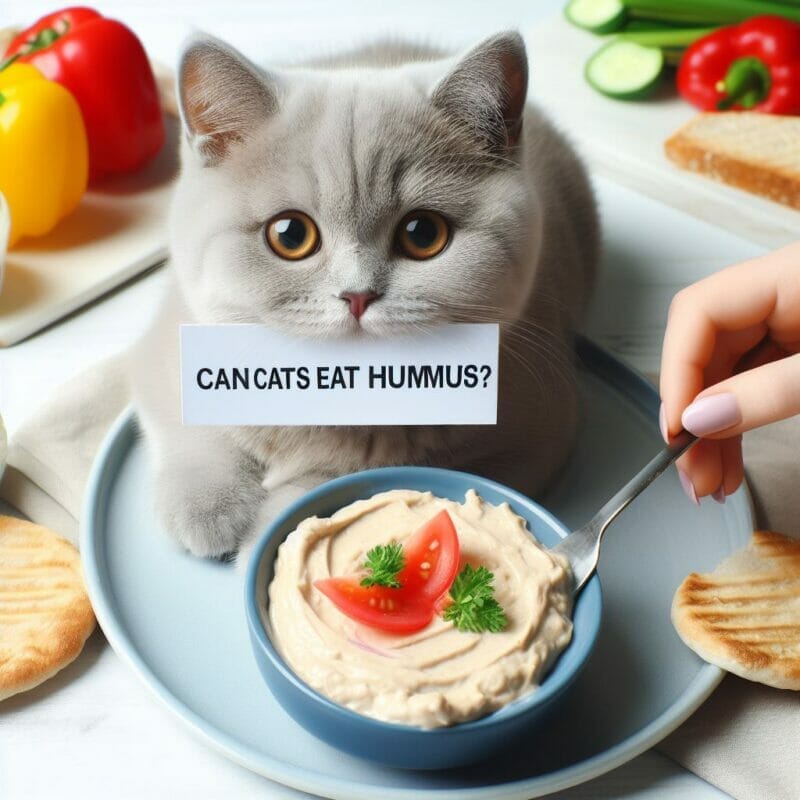 Is Hummus Poisonous To Cats?