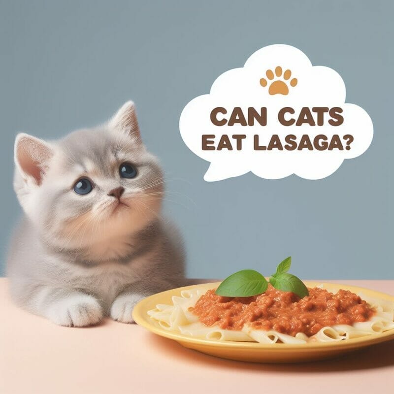 Is Lasagna Poisonous To Cats?