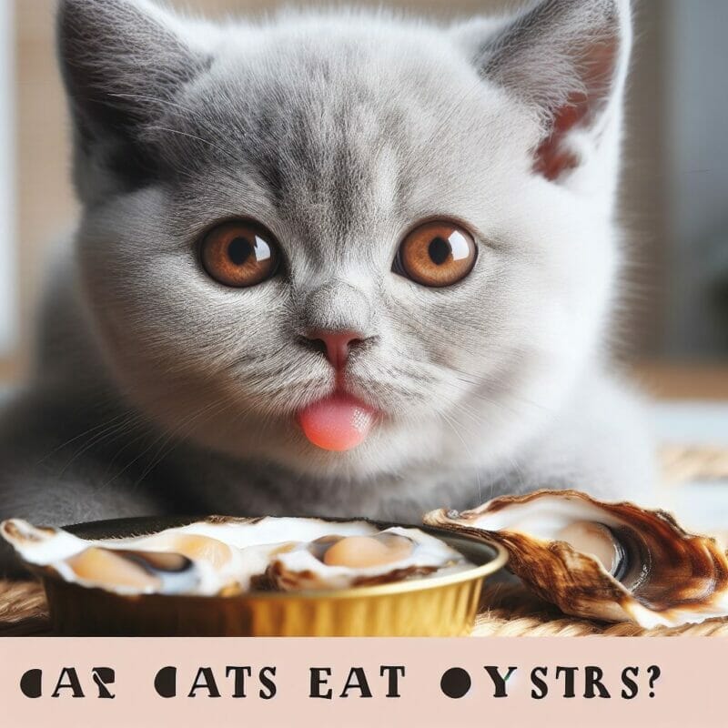 How much Oysters can cats eat?