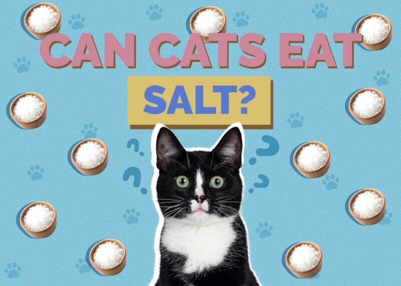 Can cats eat Salt? How Salt Can Harm Your Cat and What Should You Know