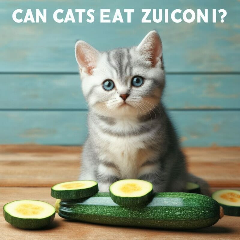 Can cats eat Zucchini? Is Zucchini a Safe Choice for Your Cat's Plate?