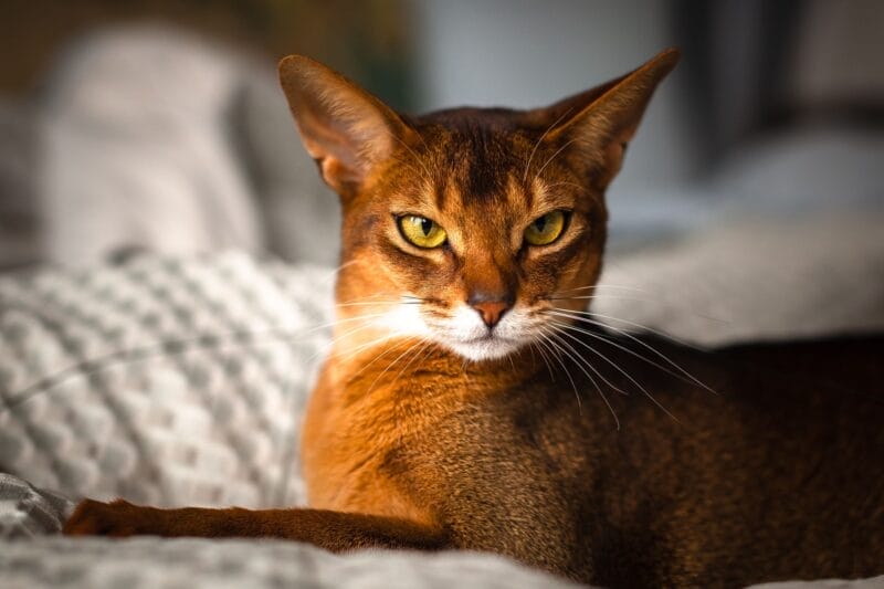 Introduction The Abyssinian Cat Breed