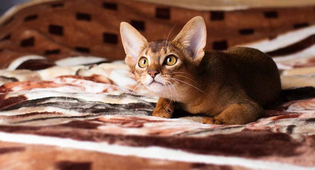 How to Take Care of an Abyssinian Cat