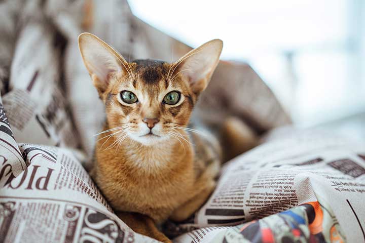 How to Prepare for an Abyssinian Cat's Life